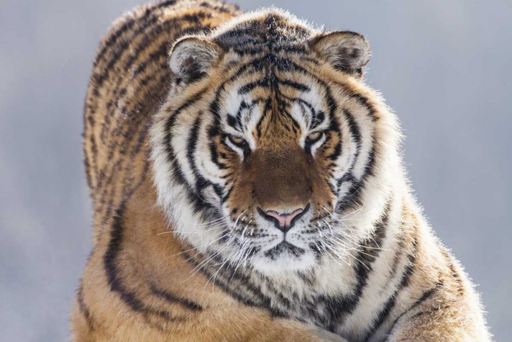 China, Harbin Siberian tiger in sub-zero weather art print by Jim Zuckerman for $57.95 CAD